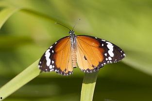 国产采精小蝴蝶,探寻自然之美与科技创新的完美融合