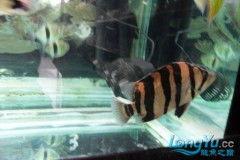 国产四虎精,传奇神话中的守护者与传奇英雄